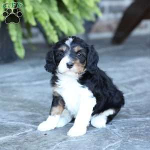 Saylor, Cavapoo Puppy